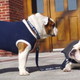 Illustration for article titled Butler Bulldog And Georgetown Bulldog Hang Out, Pant Heavily Together